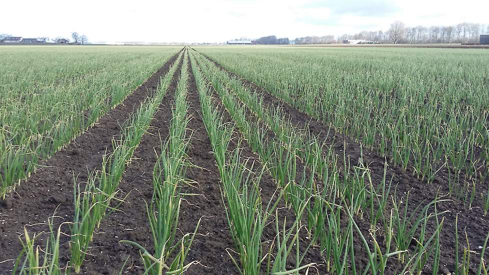 7 maart: We zien nog steeds een goede werking van de bodemherbicide van afgelopen herfst.