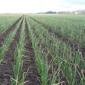 7 maart: We zien nog steeds een goede werking van de bodemherbicide van afgelopen herfst.