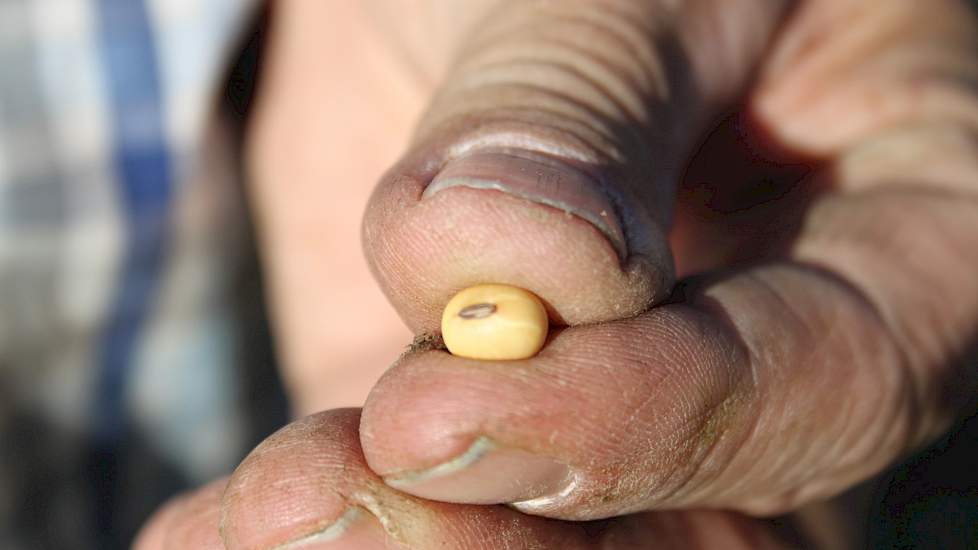 Door de droge weersomstandigheden tijdens het dorsen zijn de geoogste sojabonen mooi schoon. Het vochtgehalte bij de oogst schat Schut op 18 tot 20 procent. „Bij Agrifirm in Emmeloord drogen we de sojabonen meteen terug naar 15 procent en uiteindelijk gaa