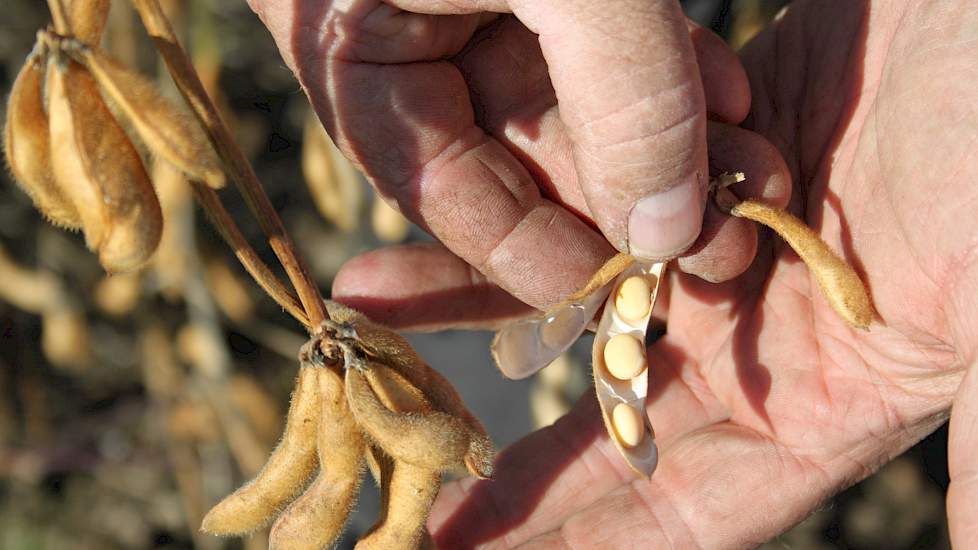 Het vrij vroege sojaras Adsoy is volgens Marcel Schut, akkerbouwspecialist bij Agrifirm, geschikt voor teelt in heel Nederland. „Lag eerder het accent bij de veredeling en selectie meer op vroegheid, nu wordt er meer naar opbrengst gekeken. Qua opbrengst