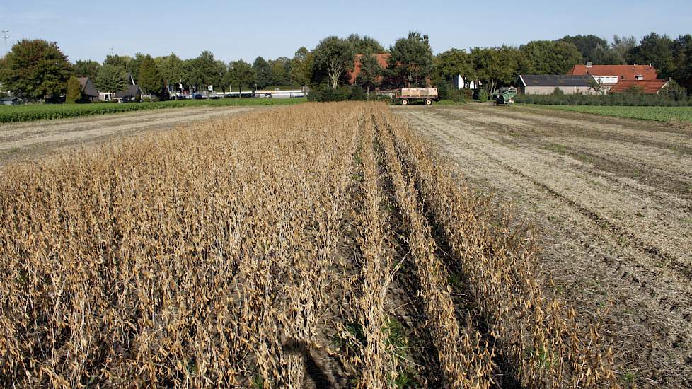 De soja, in totaal zo'n 612.000 planten per hectare, is op een rijafstand van 50 centimeter gezaaid. In de rij staan de planten op 4,5 centimeter afstand van elkaar.