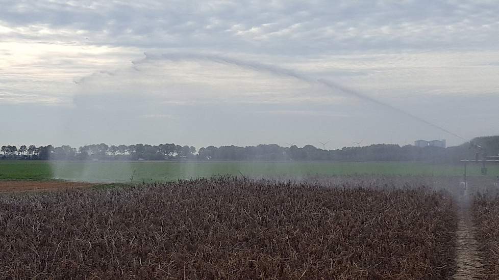 Niet alleen in de peen wordt beregend. Örjan Schrauwen uit Zevenbergen (NB) heeft een haspel in de aardappelen gezet om rooibeschadiging te voorkomen. „Om tijdens het rooien meer grond op de ketting tot achterin de machine te houden heb ik 17 millimeter o