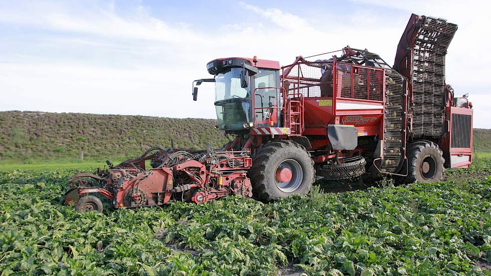 In de kop van Noord-Limburg teelt het bedrijf DSV Zaden dit jaar zo’n 40 hectare suikerbieten als roulatie in het bouwplan. Loonbedrijf Van Lin heeft hiervan op 3 oktober in Ven-Zelderheide 3,5 hectare van het ras BTS7105 gerooid.