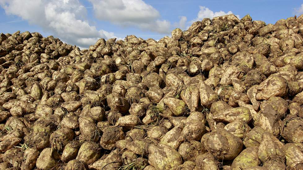 Volgens Hanekamp ligt de bietenopbrengst in een normaal jaar rond de 100 ton. „In het perceel liggen ook enkele zandplekken. Afgelopen zomer lagen daar de bieten plat op de grond. Op de zwaardere grond stonden de bieten veel beter.”