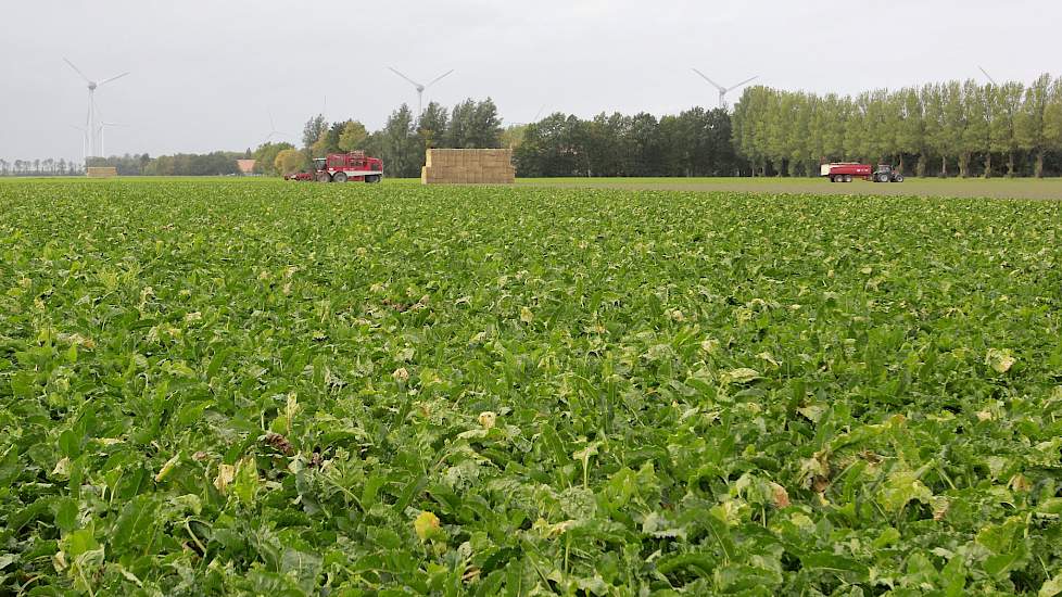 Akkerbouwer Adriaan Hanse in Espel (FL) heeft voor het tweede jaar op rij het ras BTS 2345 N geteeld. „Vorig jaar voor het eerst en dat is me goed bevallen. Het perceel van 3,85 hectare heb ik deze zomer niet beregend.”