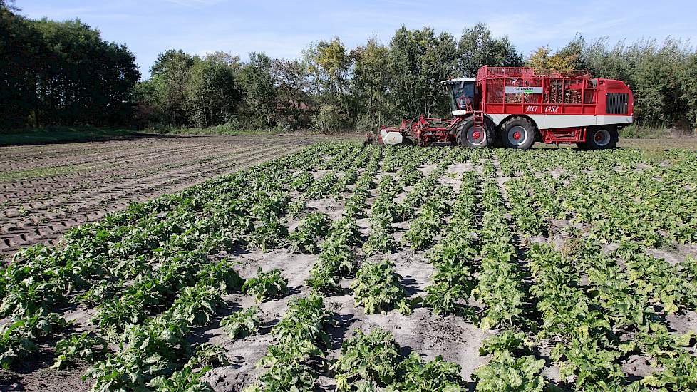 Kalverhouder en akkerbouwer Alex van der Ven in De Rips (NB) heeft eind september zijn twee percelen suikerbieten, in totaal 6 hectare, door loonbedrijf Ploegmakers laten rooien. Van der Ven heeft dit jaar voor het eerst het ras Nena geteeld. De warme en