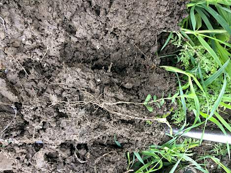 Een vlasplantje en een niger-plantje zijn bovengronds nog heel klein na een paar weken groei. Toch wortelen ze al 15 centimeter diep. Het illustreert dat bij groenbemesters de ondergrondse ontwikkeling verder kan zijn dan de gewasstand bovengronds laat zi