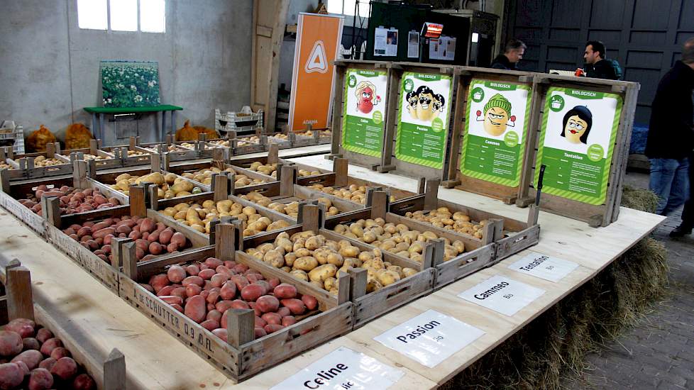 Volgens Jan-Eric Geersing van Caithness Potatoes heeft de extreme zomer zeker ook in de pootgoedteelt behoorlijk zijn sporen nagelaten, met doorwas en schurft als zichtbare gevolgen. „Maar doordat de phytophthoradruk relatief laag was, is 2018 voor de bio