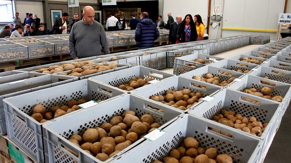 Het probleem van het afgelopen groeiseizoen laat zich ook bij handelshuis Den Hartigh duidelijk zien. Waar de kistenrijen met de op klei en zware klei geteelde aardappelen strak naast elkaar in het gelid staan, vertoont de rij met de op zand geteelde rass