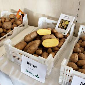 Op de rassendagen ook het Duitse aardappelteelt- en vermeerderingsbedrijf Norika. De onderneming heeft zijn roots in de voormalige DDR. En dat is volgens directeur Tigran Richter de reden dat Norika, dat sinds 1990 op de Europese aardappelmarkt actief is,