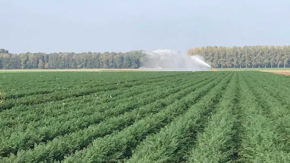 Om de groei erin te houden, heeft Blitterswijk Agro afgelopen zomer alle percelen drie keer beregend. De medio oktober gerooide B-peen is op afroep weg gegaan met bestemming versmarkt. „Soms los op de wagen met bestemming Duitsland en soms in kisten voor