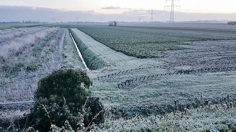 Op het Zuid-Hollandse akkerbouwbedrijf Novifarm zijn vanmorgen de laatste bieten gerooid. Na de oogst zijn ze direct afgedekt tegen de vorst.