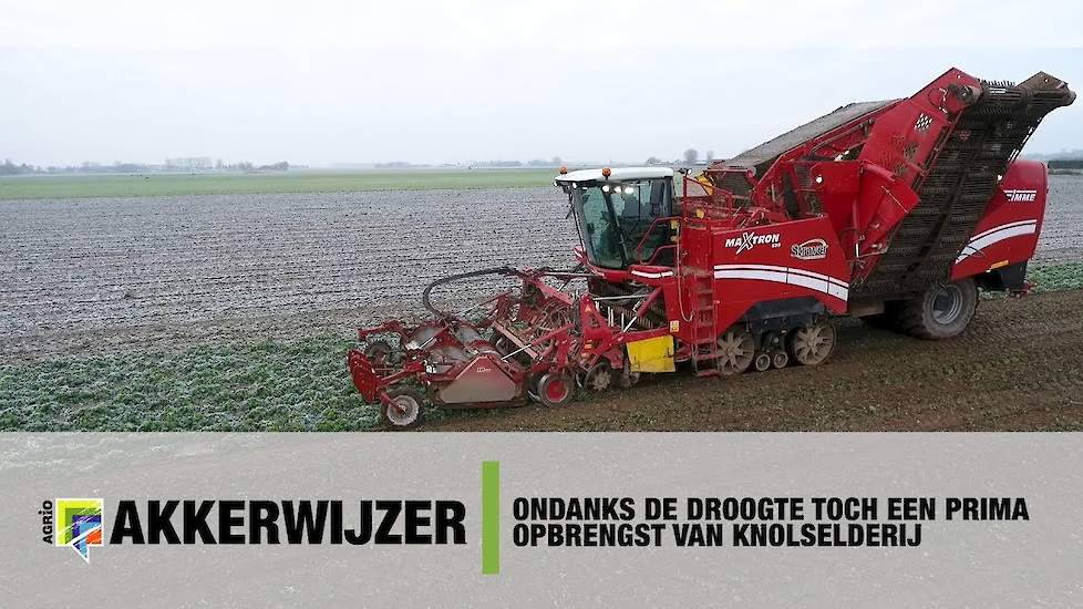 Ondanks de droogte toch een prima opbrengst van knolselderij