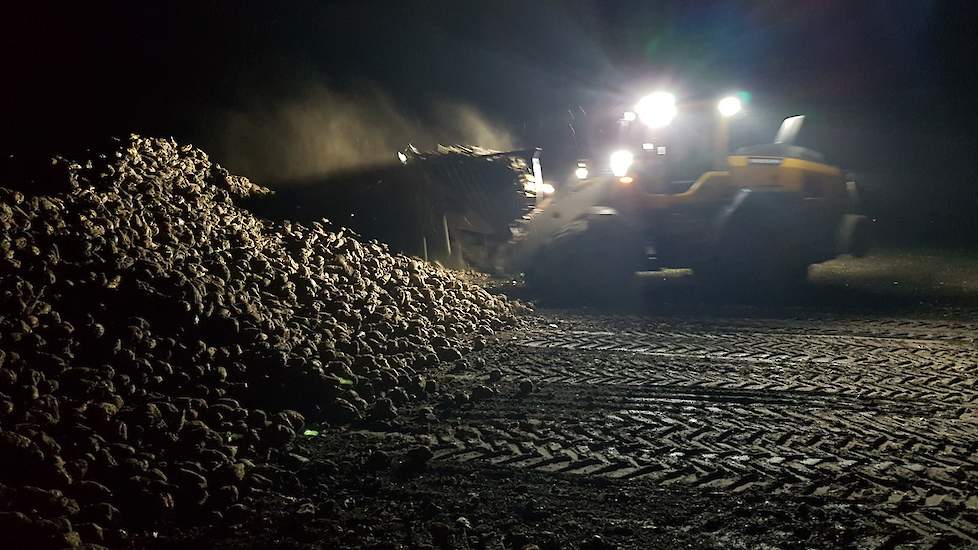 De bieten van het ras BTS 5270 zijn 1 december gerooid door Weco de Hondsrug. De Jong bewaarde zijn bieten onder een toptex kleed, waardoor ze er mooi en droog bij lagen. „Het stoof zelfs tijdens het laden”, aldus de akkerbouwer.