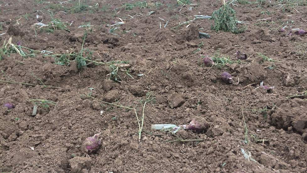 Afgelopen jaar is 1.300 hectare uien ondergeploegd als gevolg van de extreme droogte