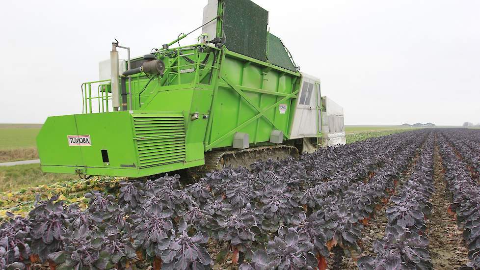 Om de consumenten te triggeren voor iets nieuws, hebben de spruitentelers dit jaar ook 3 hectare paarse spruiten geteeld.