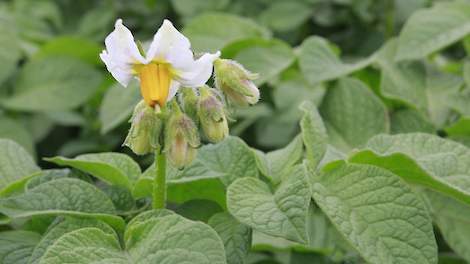 Prijs voor Agrico 'next generation' bio-aardappelen - Akkerwijzer
