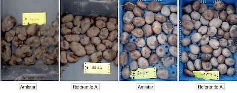 vinden van moeder-knollen niet wordt beïnvloed door het middelgebruik, maar meer afhankelijk is van andere factoren zoals het seizoen, het ras en de vitaliteit van het pootgoed