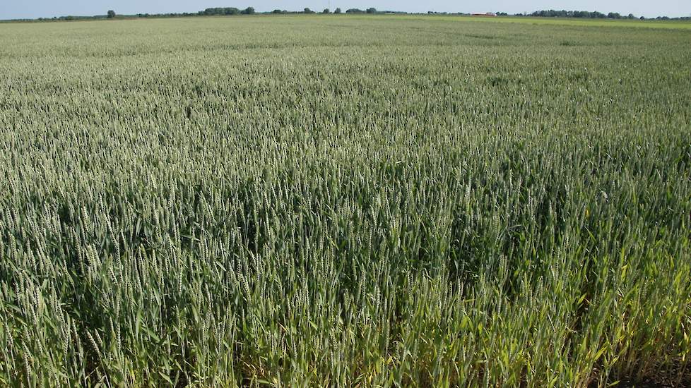 Wintertarwe op proefbedrijf Ebelsheerd