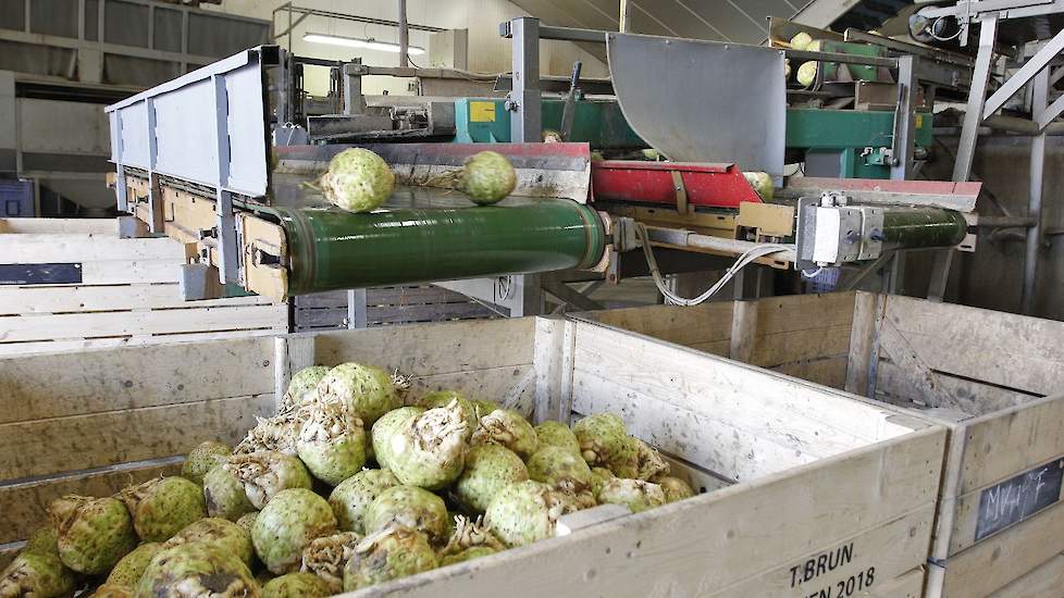 De knollen zijn volgens Sweep vanwege de droge rooiomstandigheden relatief schoon en zonder al te veel beschadigingen uiteindelijk in de bewaring gegaan.