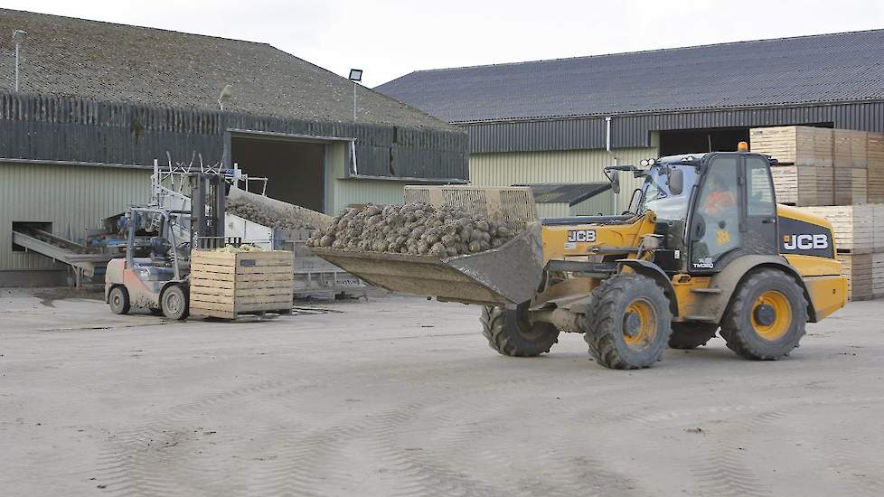 A&P Sweep BV in Zevenbergen (NB) is het jaar rond in de weer met knolselderij. Het bedrijf aan de Langeweg is een specialist in de knolselderijmarkt. Behalve een jaarlijkse eigen teelt van zo’n 15 tot 20 hectare, is Sweep ook de handelspartner voor 75 tel