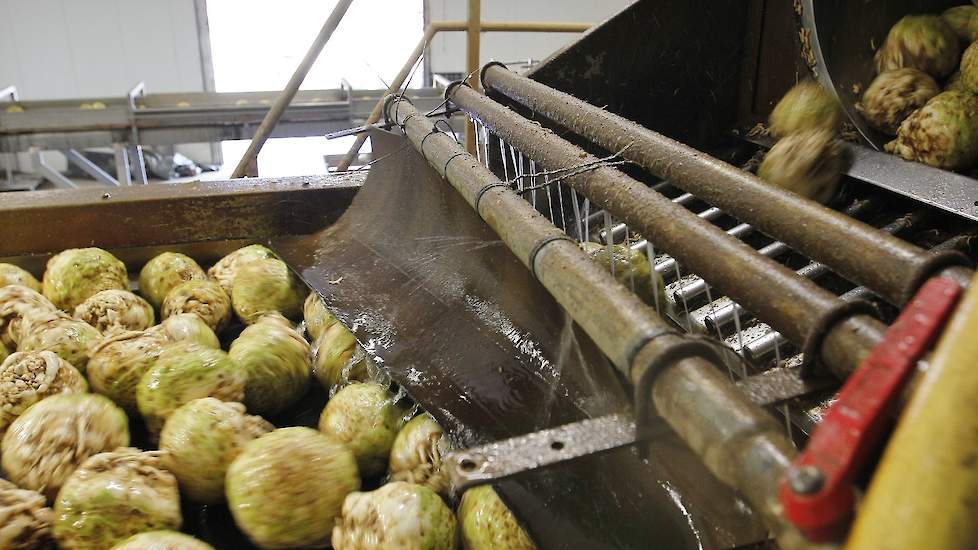 De knolselderij van Sweep en zijn aangesloten telers gaat voor een kwart naar de industrie, een kwart is bestemd voor het saladesegment en de helft vindt een weg naar versmarkt met de retail als eindbestemming.