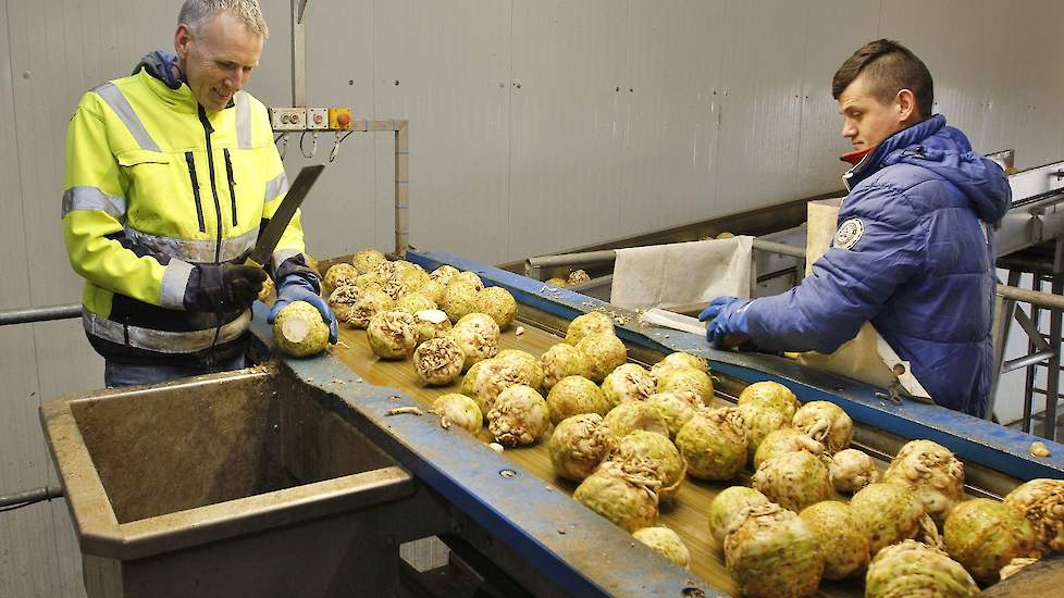 De opbrengst is volgens Sweep (links op de foto) dit jaar zo’n 20 procent minder, ongeveer 45 tot 50 ton per hectare. „De knollen zijn wat minder dik, maar de regionale verschillen zijn wel groot. Hier rond Zevenbergen is het acceptabel. Dit jaar moeten w