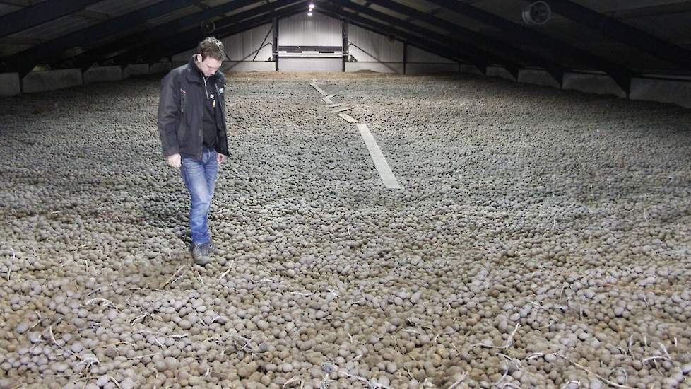 De Bruin: „Ze kwamen laat aan de gang door de vele regen in het vroege voorjaar. En daarna de droogte, die zette door tot half oktober. Ook met rooien was het veel te droog. We hebben dit jaar zo’n 20 knollen minder op een strekkende meter. Het is een fij