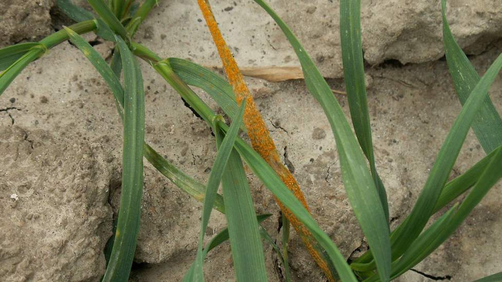 Bij een dreigende infectie met gele roest of septoria geldt maar één advies: kies het sterkste middel.