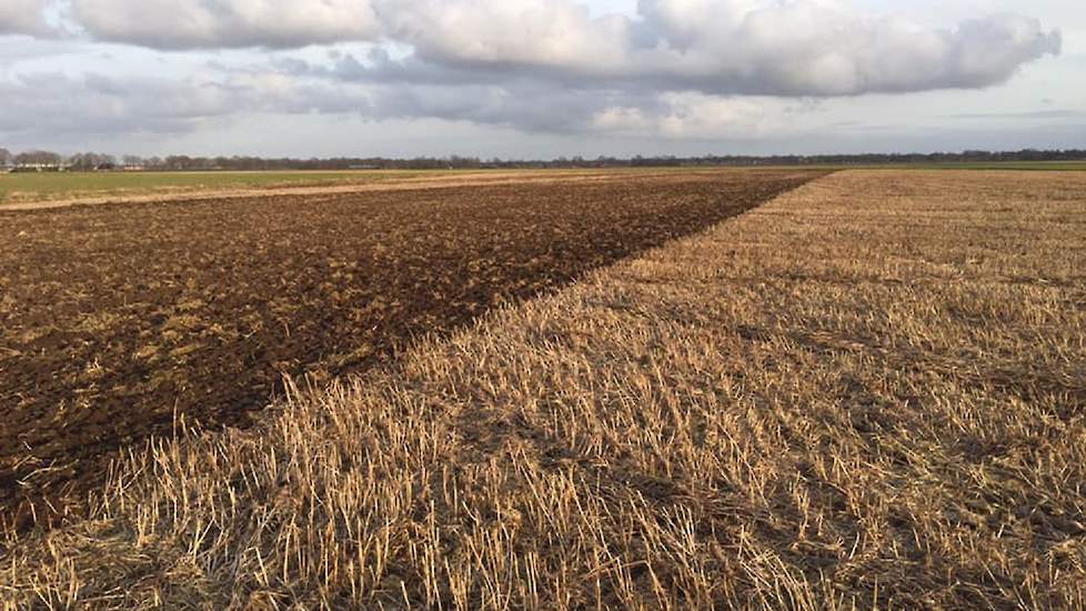 Han: „De Tagetes hebben we eind december gemaaid. Om er voor te zorgen dat de vervolgteelt van zaaiuien geen hinder ondervindt in de groei hebben we nu de laatste resten verkleind met de schijveneg.”