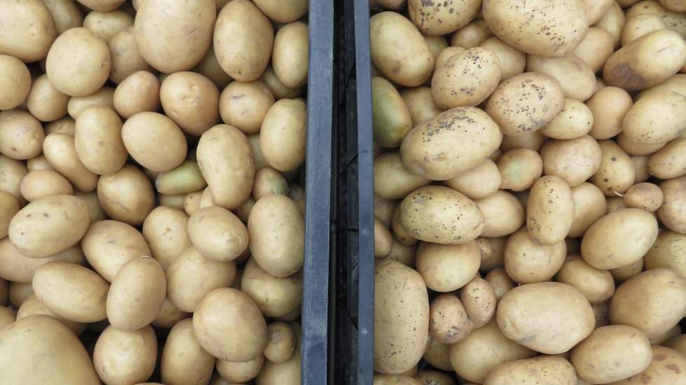 Gebruikers tevreden over nieuw middel tegen rhizoctonia.