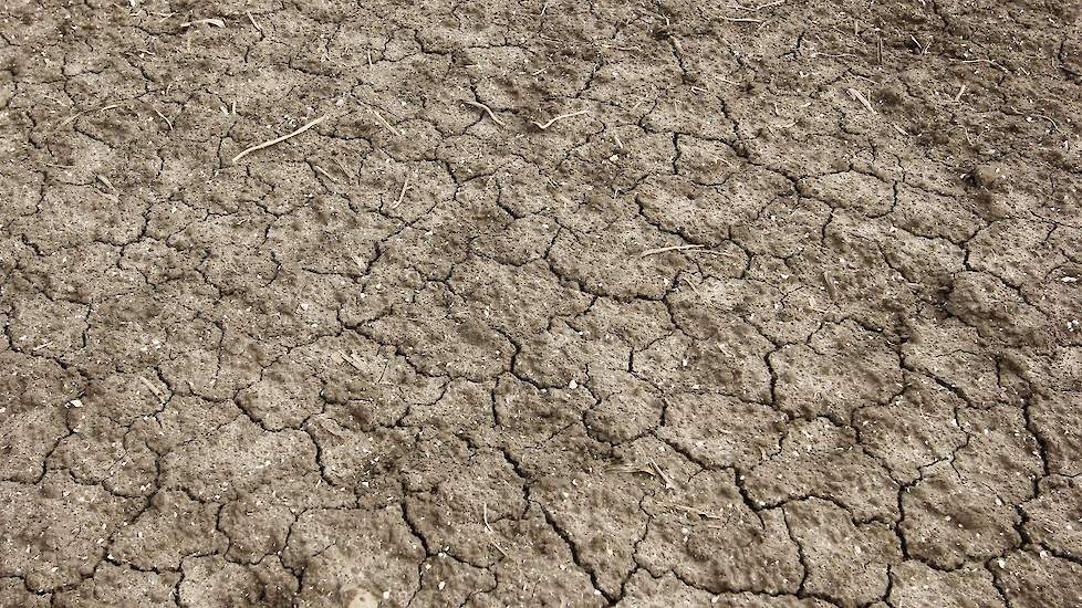 Omdat het perceel in februari al klaargemaakt is en er later nog regen overheen is gekomen, is er daarna een korstje ontstaan. „Maar daar konden we wel goed doorheen zaaien”, aldus Van Elderen.