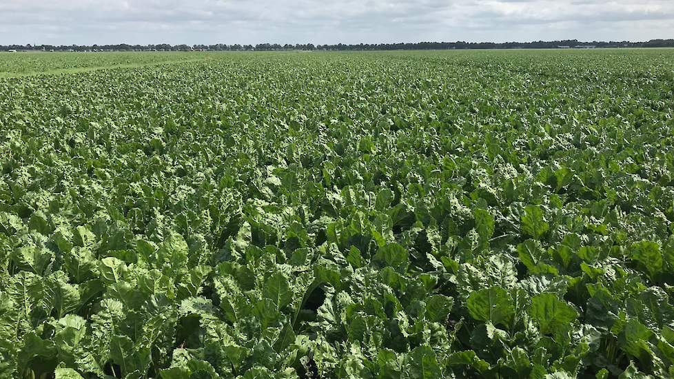 16 juli: Gelukkig hebben we geen hagelschade als gevolg van deze flinke bui. Verschillende boeren in de omgeving helaas wel.