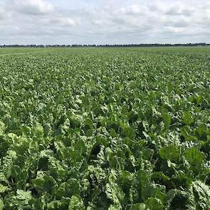 16 juli: Gelukkig hebben we geen hagelschade als gevolg van deze flinke bui. Verschillende boeren in de omgeving helaas wel.