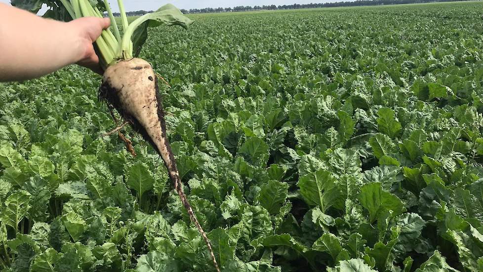 16 juli: De bieten hebben de groei te pakken na een verfrissende bui van 70 mm afgelopen vrijdag.