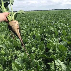 16 juli: De bieten hebben de groei te pakken na een verfrissende bui van 70 mm afgelopen vrijdag.