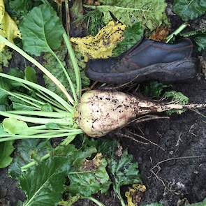 21 september: De bieten groeien matig door, het is hier nog steeds aan de droge kant. De helft van het perceel wordt begin oktober gerooid en op 4 oktober opgeladen.