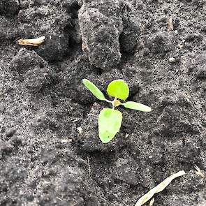 27 april: Vanwege de aanwezigheid van grote melden is er extra Fenmedifam (Astrix) aan de mix toegevoegd. De dosering: 1 l/ha Betanal Maxxpro + 0,5 l/ha Goltix + 0,4 l/ha Astrix. Er kon niet eerder worden gespoten in verband met nachtvorsten en daaropvolg