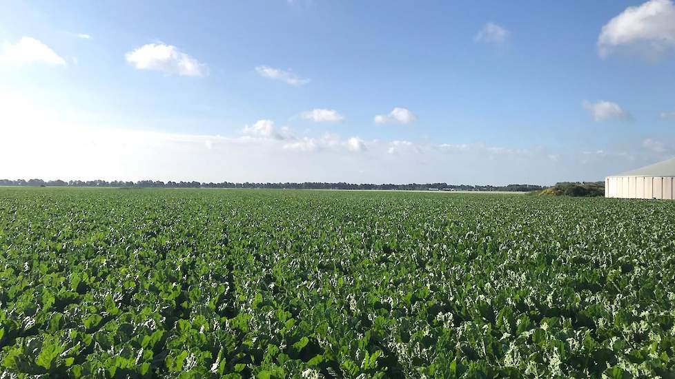 2 juli: De suikerbieten staan er goed bij, de eerste schieters zijn afgelopen week verwijderd. In de omgeving is afgelopen week her en der cercospora gevonden in percelen suikerbieten, in ons perceel hebben we echter nog niks gevonden. We maken ons zorgen