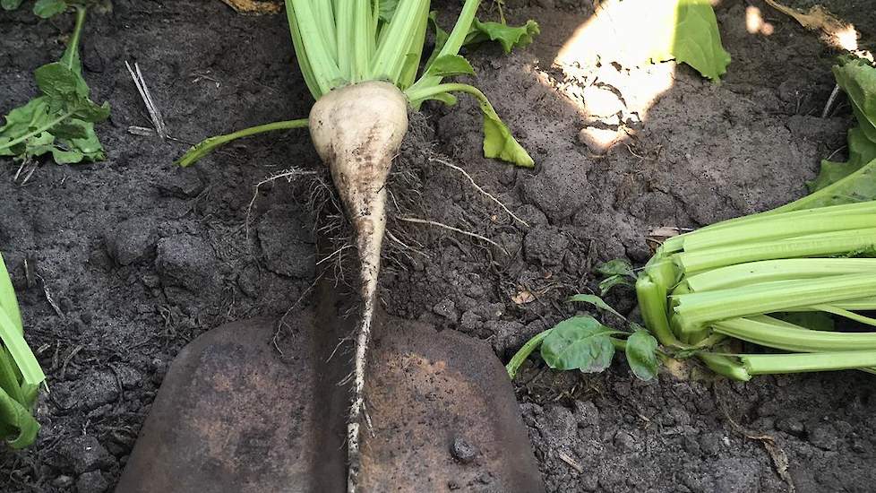 2 juli: De bieten zijn op zoek naar vocht, het heeft hier in de afgelopen weken nauwelijks geregend.