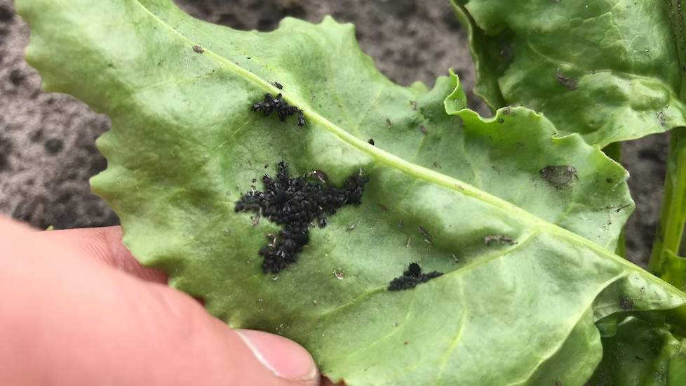 1 juni: De schadedrempel voor het aantal zwarte bonenluizen is overschreden. Op meer dan de helft van de planten zitten kolonies van 30 of meer zwarte bonenluizen. Deze plant heeft het zwaar door de zuigschade van de luizen.