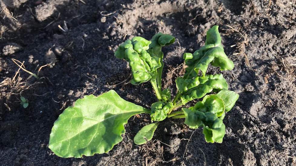 1 juni: We hebben de vierde onkruidbestrijding uitgevoerd met 0,9 Betanal Maxxpro, 0,5 Goltix, 0,5 Lontrel, 0,3 Frontier Optima en 0,15 Calypso. Vanwege het overschrijden van de schadedrempel voor het aantal zwarte bonenluizen hebben we Calypso toegevoegd