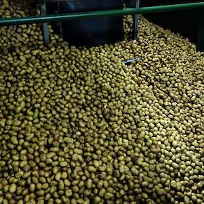 Hansa is met een aandeel van zo’n 65 procent veruit het grootste ras dat bij Peka Kroef in het productieproces wordt gebruikt.