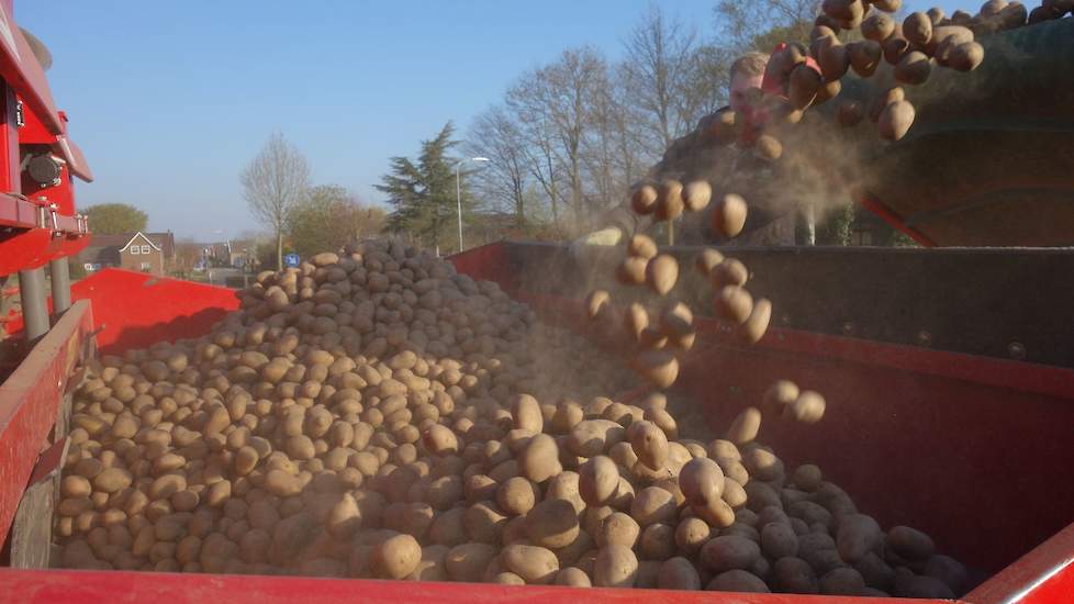 De nakomelingen van deze Milva-poters in Breedeweg gaan na de oogst naar Albert Heijn.