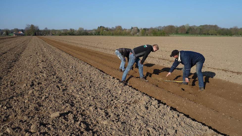 In een van de eerste aangelegde ruggen wordt een stukje blootgelegd om de pootafstand van de aardappelen goed te kunnen meten. Het Milva-pootgoed wordt met een onderlinge afstand van 28 centimeter in de ruggen gelegd.