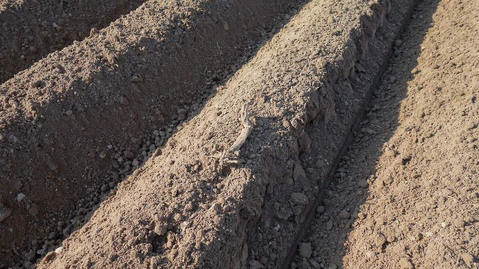 Op het perceel in Breedeweg heeft afgelopen jaar mais gestaan. De laatste restanten komen soms nog boven. „Dit is goed opdrachtige grond, met een goede pH. Ik heb nog gips gestrooid voor een mildere grond. Op tijd wat organische stof en bekalken, dan hou