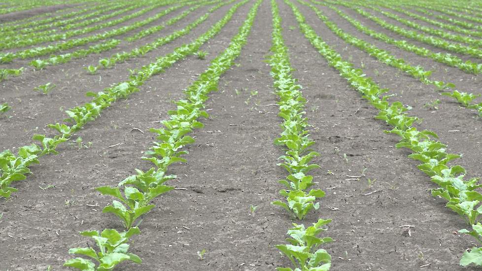 Het herbicide Frontier Optima onderscheidt van andere bodemherbiciden doordat het relatief weinig vocht nodig heeft voor een goede werking.