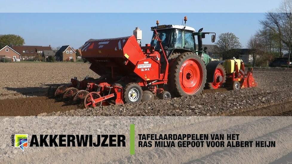 Tafelaardappelen van het ras Milva gepoot voor Albert Heijn