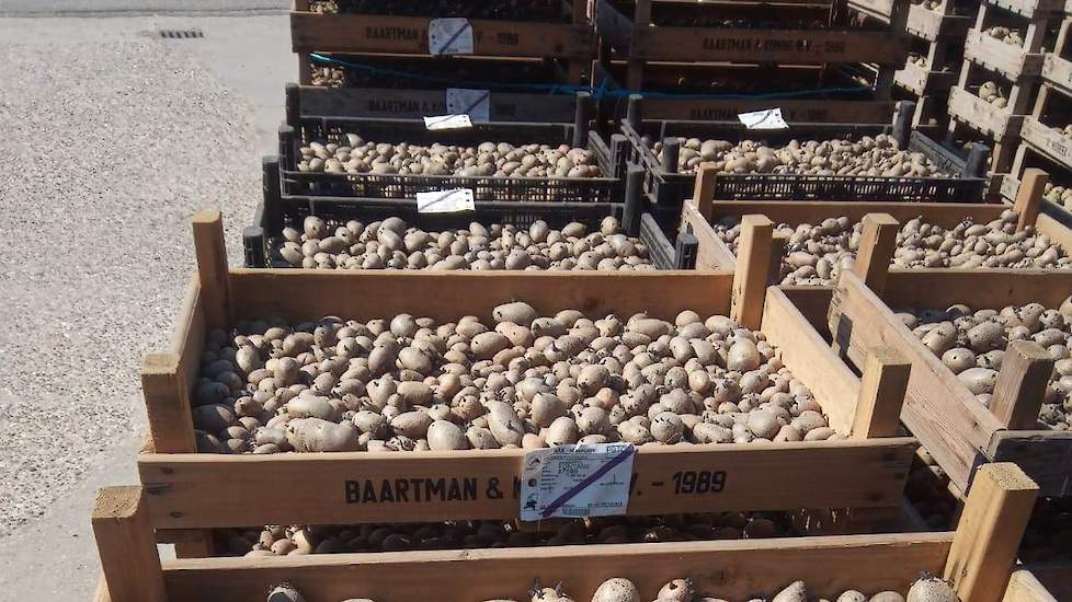 16 april: De kiembakken worden in de zomer al vol geraapt door scholieren, deze bakken staan zo lang mogelijk in de schuurkas. Die stort Maters één keer om in maart. Bijna de volledige oogst van de miniknollen gaat in de kiembakken.