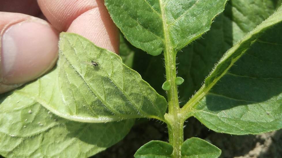 4 juni: De luizendruk is gigantisch dit jaar. Luizen zijn er volop, voornamelijk zwarte bonenluizen. Op de aardappelen die amper boven staan, moet al gespoten worden. De eerste luizendoder Teppeki ligt al op dit perceel. We hebben de laatste jaren geen ge